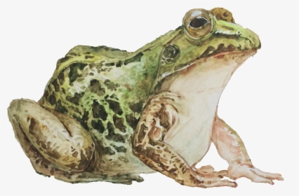 Mink Frog, HD Png Download, Transparent PNG
