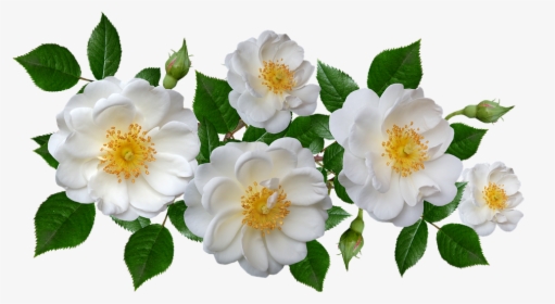 Burnet Rose, HD Png Download, Transparent PNG