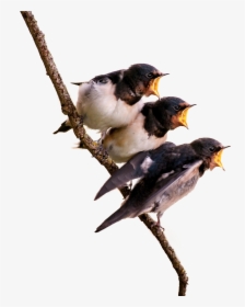 Birds On Branch, HD Png Download, Transparent PNG