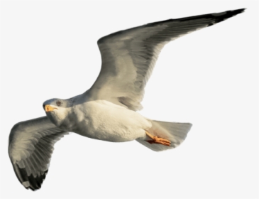 European Herring Gull, HD Png Download, Transparent PNG