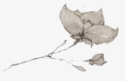 Julia Floral Image - Sketch, HD Png Download, Transparent PNG