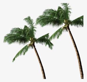 Long Coconut Tree Transparent - 3d Coconut Tree Png, Png Download, Transparent PNG