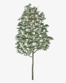 3d Trees - Rowan Tree - Acca Software - Christmas Tree, HD Png Download, Transparent PNG