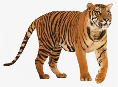 Standing Tiger Png - Tiger Png, Transparent Png, Transparent PNG