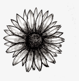 Sunflower Png Tumblr - Black And White Sunflower Png, Transparent Png, Transparent PNG
