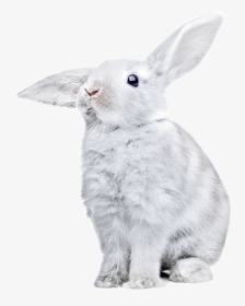 White Rabbit Png Clipart - White Rabbit Transparent Background, Png Download, Transparent PNG