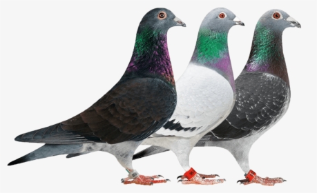 Gallery/new - Rock Dove, HD Png Download, Transparent PNG