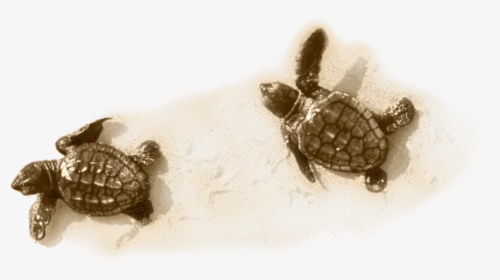 Little Turtle On Sand - Kemp's Ridley Sea Turtle, HD Png Download, Transparent PNG