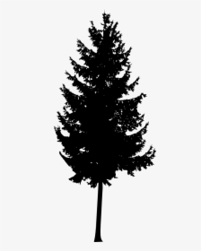 30 Pine Tree Silhouette Vol - Mountain Ash Tree Silhouette, HD Png Download, Transparent PNG