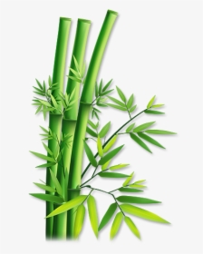 Bamboo Png - Transparent Bamboo, Png Download, Transparent PNG