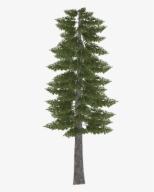 Douglasfir - Scots Pine Tree, HD Png Download, Transparent PNG