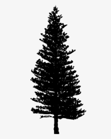 Douglas Fir Tree Clip Art - Douglas Fir Tree Silhouette, HD Png Download, Transparent PNG