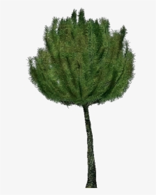 3d Trees - Mountain Pine - Acca Software - Pond Pine, HD Png Download, Transparent PNG