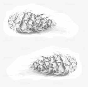 Douglas Fir Pine Cone Black And White Fabric - Illustration, HD Png Download, Transparent PNG