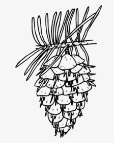 Douglas Fir Tree Coloring Book Fraser Fir Spruce Pine - Douglas Fir Cone Drawing, HD Png Download, Transparent PNG