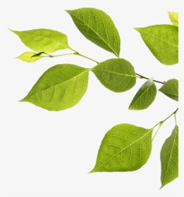 Branch With Green Leaves - Twig, HD Png Download, Transparent PNG