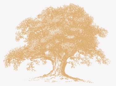 Moss Mountain Farm Weddings - Old Oak Tree Clipart, HD Png Download, Transparent PNG