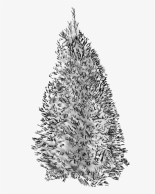 Douglass Fir Sketch - Christmas Tree, HD Png Download, Transparent PNG