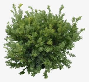 Fir-tree Png Image - Tree Png, Transparent Png, Transparent PNG