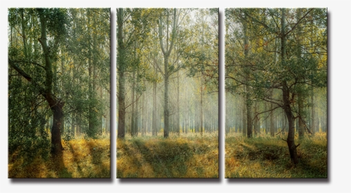 Seegart 3 Paneles Primavera Verde Bosque Foto Impresa - Forest Cover, HD Png Download, Transparent PNG