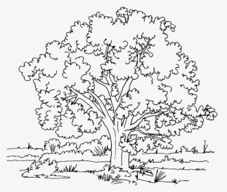 Jpg Black And White Stock Collection Of Free Download - Dibujo Para Colorear De Arboles, HD Png Download, Transparent PNG