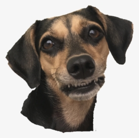 Companion Dog, HD Png Download, Transparent PNG