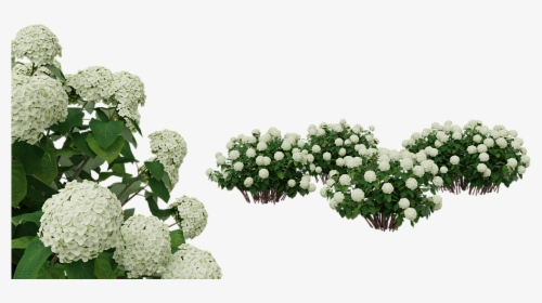Flower,flowering Plant,moschatel Family,evergreen Candytuft - White Hydrangea Flower Png, Transparent Png, Transparent PNG