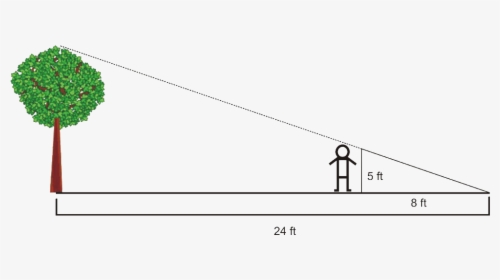 Angles In Triangles Example 6 - Similar Triangles Tree Height, HD Png Download, Transparent PNG