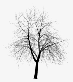 Transparent Spooky Forest - Dead Tree Silhouette Png, Png Download, Transparent PNG