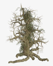Tree, Log, Old, Root, Creeper, Ivy, Creepy, Spooky - Old Tree Roots Png, Transparent Png, Transparent PNG