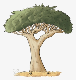 Transparent Spooky Tree Clipart - Dragon Blood Tree Drawing, HD Png Download, Transparent PNG