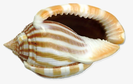 Shell Of Animals, HD Png Download, Transparent PNG