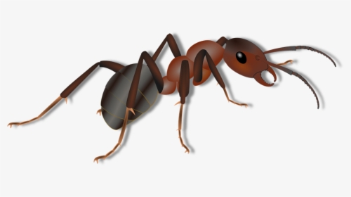 Thumb Image - Ant For Kids, HD Png Download, Transparent PNG