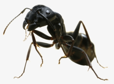 Hormiga Vista Lateral - Black Garden Ant, HD Png Download, Transparent PNG
