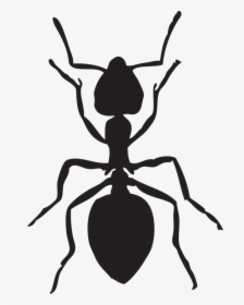 Hormiga, Insectos, Animales - Draw A Black Ant, HD Png Download, Transparent PNG
