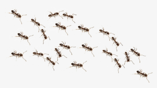 Ftestickers Ant Animals Ants Freetoedit - Transparent Background Ants Png, Png Download, Transparent PNG