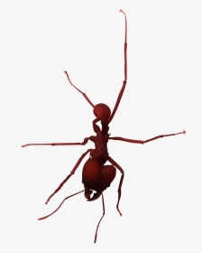 Transparent Hormiga Png - Longhorn Beetle, Png Download, Transparent PNG