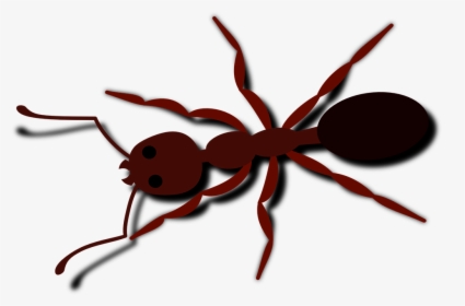 Hormiga, Escarabajo, Insecto, Insectos, Brown, Animales - Clipart Ants, HD Png Download, Transparent PNG