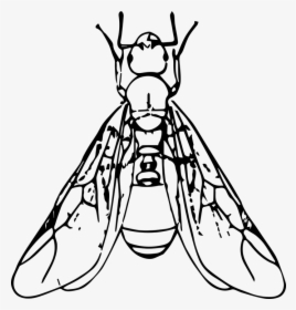 Hormigas Voladoras - Ant With Wings Clipart, HD Png Download, Transparent PNG