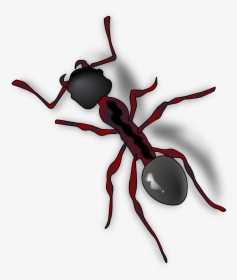 Ant Clip Art, HD Png Download, Transparent PNG