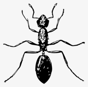 Ant Black And White, HD Png Download, Transparent PNG