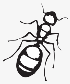 Dibujos Animados De Hormigas - Ant Clipart Black And White, HD Png Download, Transparent PNG