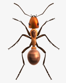 Realistic Ant, HD Png Download, Transparent PNG