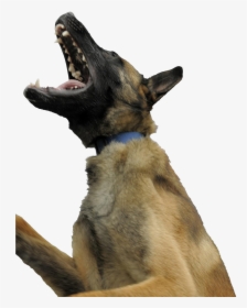 Dog Yawns, HD Png Download, Transparent PNG