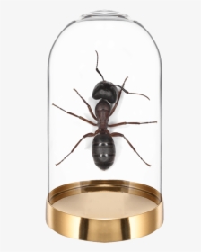 Beetle, HD Png Download, Transparent PNG