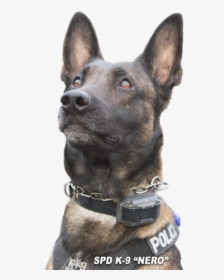 Police K9 Copy - Dog Catches Something, HD Png Download, Transparent PNG