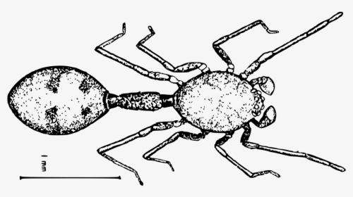 Transparent Hormiga Png - Anatea, Png Download, Transparent PNG