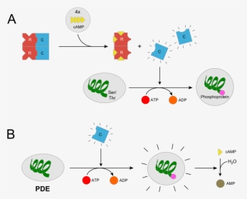 Pkarii - Svg - Protein Kinase, HD Png Download, Transparent PNG