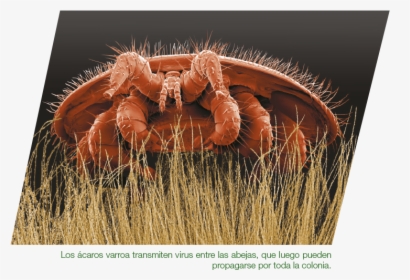 Varroa Milbe, HD Png Download, Transparent PNG