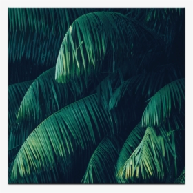 Iphone Xr Background Tropical, HD Png Download, Transparent PNG